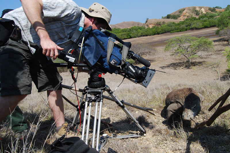 dinosaurous komodo dragon